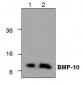 BMP-10 Antibody